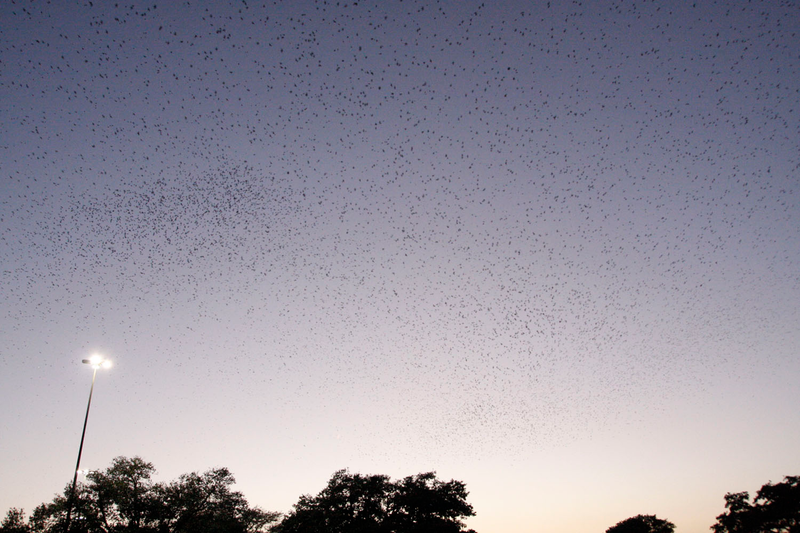 Illustration for article titled Purple Martin Migration